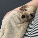 댕그루루 이미지