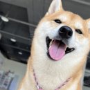 큰댕댕 개치원 이미지