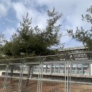 고우농장 | [아프리카식물-사바나농장 오프라인에서 구매한 자세한 후기]