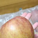 또바기 | 맛있는 경북 못난이사과 2kg 개수 영천또바기농원
