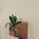 엠에스티(MST) 이미지