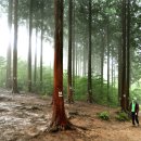 피톤치드 이미지