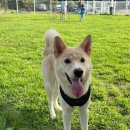 제주애견카페 초록동산 이미지