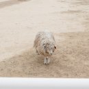 큰언덕목장 이미지