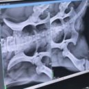 메디 포즈 동물병원 | 겨울이여름이가을이네가 남양주시에 있는 메디포즈동물병원에