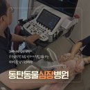 [동탄동물병원] 유기견 출신 난이의 7살 정밀 검진, 동탄동물심장병원 (동동심) 플래티넘 패키지...