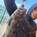 도요마을 | 추천하는 선상&amp;좌대낚시 낚싯대 세트 구매 (도요 우라노 인쇼어 Ver2 로드, 다이와 PR100 베이트릴...