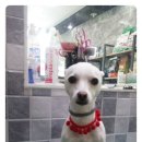 꼬리벼리 이미지