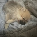 부산강아지분양 드림독 안심분양센터 부산점 이미지