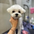 올리브 애견 이미지