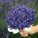 바이올렛 이미지