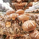 성보농장 이미지