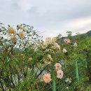 필립스(장미) 이미지