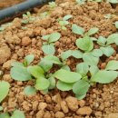 선향농장 이미지