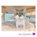 야옹아놀자 마곡점 이미지