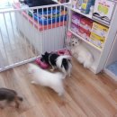 늘안아줄개 이미지