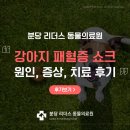 분당동물병원 | 분당 동물병원 강아지 패혈증 원인 쇼크 증상 치료 후기