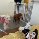 다녀오개습니다 이미지