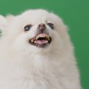 24시더파크동물의료센터