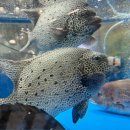 희망수산 이미지