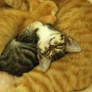 행복한 고양이 이미지