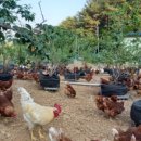 참샘골농장 이미지