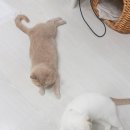이디야(건설회관점) 이미지
