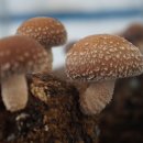 김창기머쉬룸팜 이미지