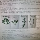 [성모 동산의 꽃과 풀들] 성모 동산의 허브들 이미지