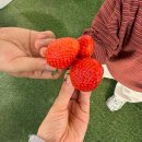 청정농원 | 평택 딸기체험 ෆ 두돌 아기랑 다녀온 청정딸기농원