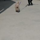 행복하시개 이미지