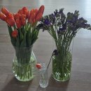 꽃마실 | 꽃마실 튤립,보라후리지아 구매후기