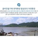 해말금굴비