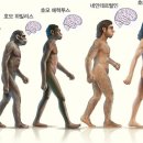 사피엔스위