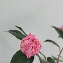 동백꽃백화점 이미지