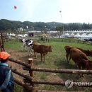 섬강목장 이미지