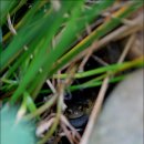 맹꽁이농장 이미지