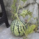 경민식당 이미지