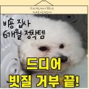 퍼피 앤 퍼피(PUPPY & PUPPY) | 비숑 집사 6개월 정착템, 플러쉬퍼피 소프트 슬리커 "내돈내산" 찐후기