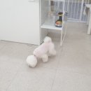 샤멍샤멍 이미지