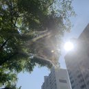 냥냥이네 | 낭낭한 일상 (15) 냥냥이들 범벅 일상