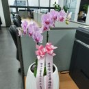 신월동186 이미지