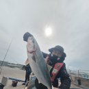 나사블루윙피싱 | 대삼치의 계절 가을이다. 부산낚시 울산낚시 손맛 입맛까지