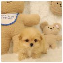 플랜멍 강아지분양 대구본점 이미지