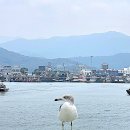 부안 위도 상사화 이미지