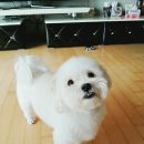 삐삐 펫살롱 이미지