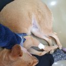 현풍 동물병원 이미지