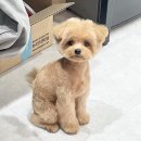 까리하개 이미지