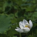 연꽃이야기 이미지