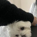 금쪽금쪽금쪽반려동물병원 이미지